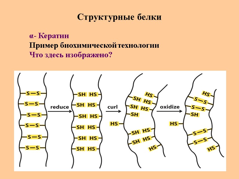 Структурные белки α- Кератин Пример биохимической технологии Что здесь изображено?